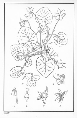 Fleurs de nos bois - Bloemen van onze bossen Serie III-19.jpg