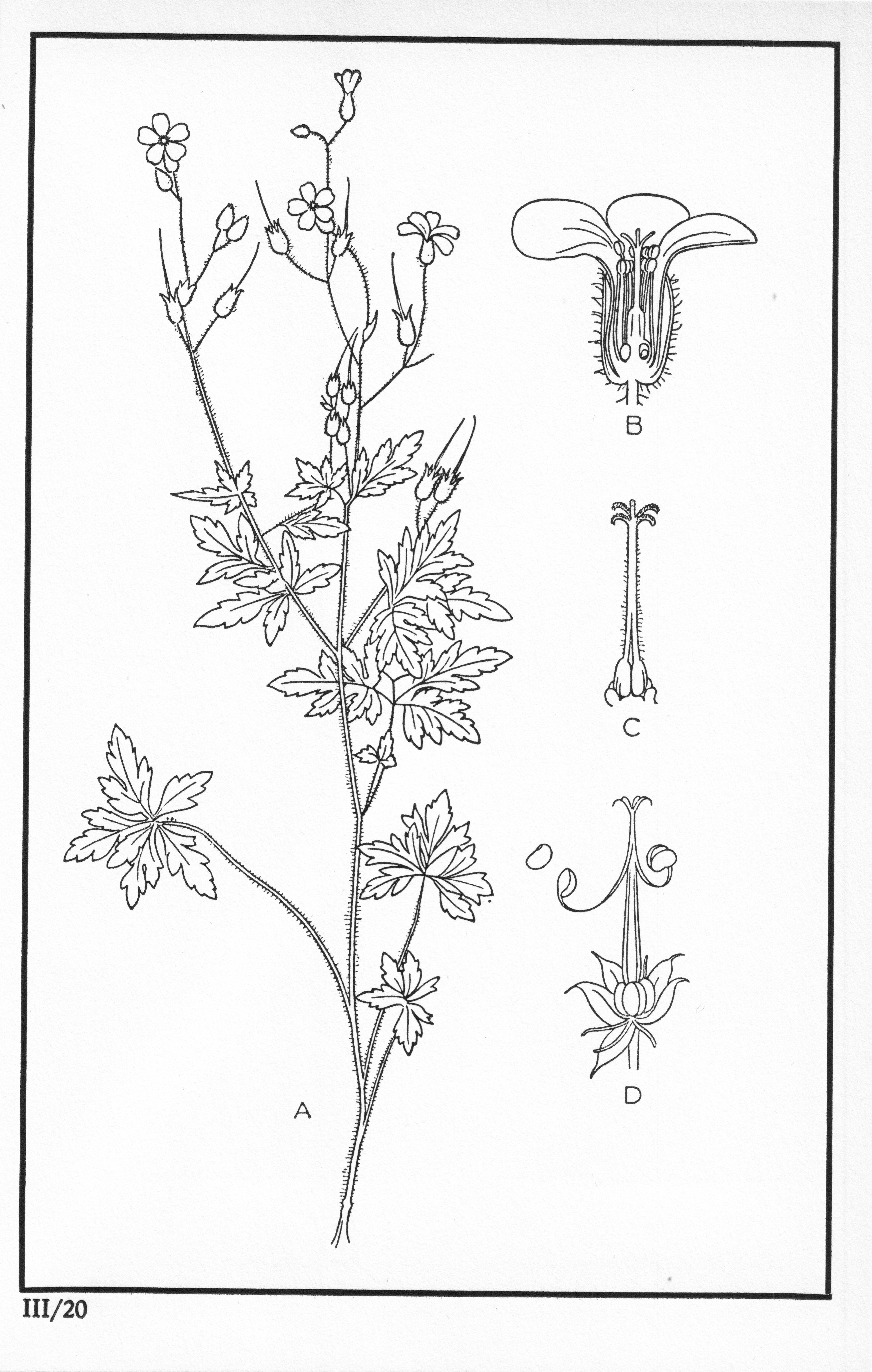 Fleurs de nos bois - Bloemen van onze bossen Serie III-20.jpg