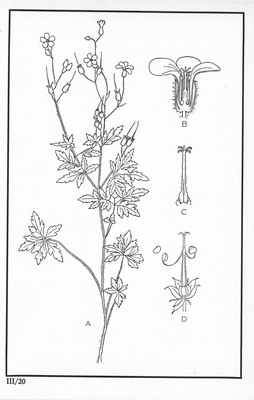 Fleurs de nos bois - Bloemen van onze bossen Serie III-20.jpg