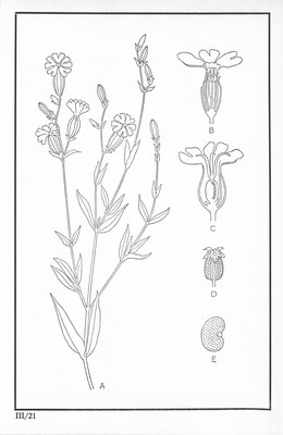 Fleurs de nos bois - Bloemen van onze bossen Serie III-21.jpg