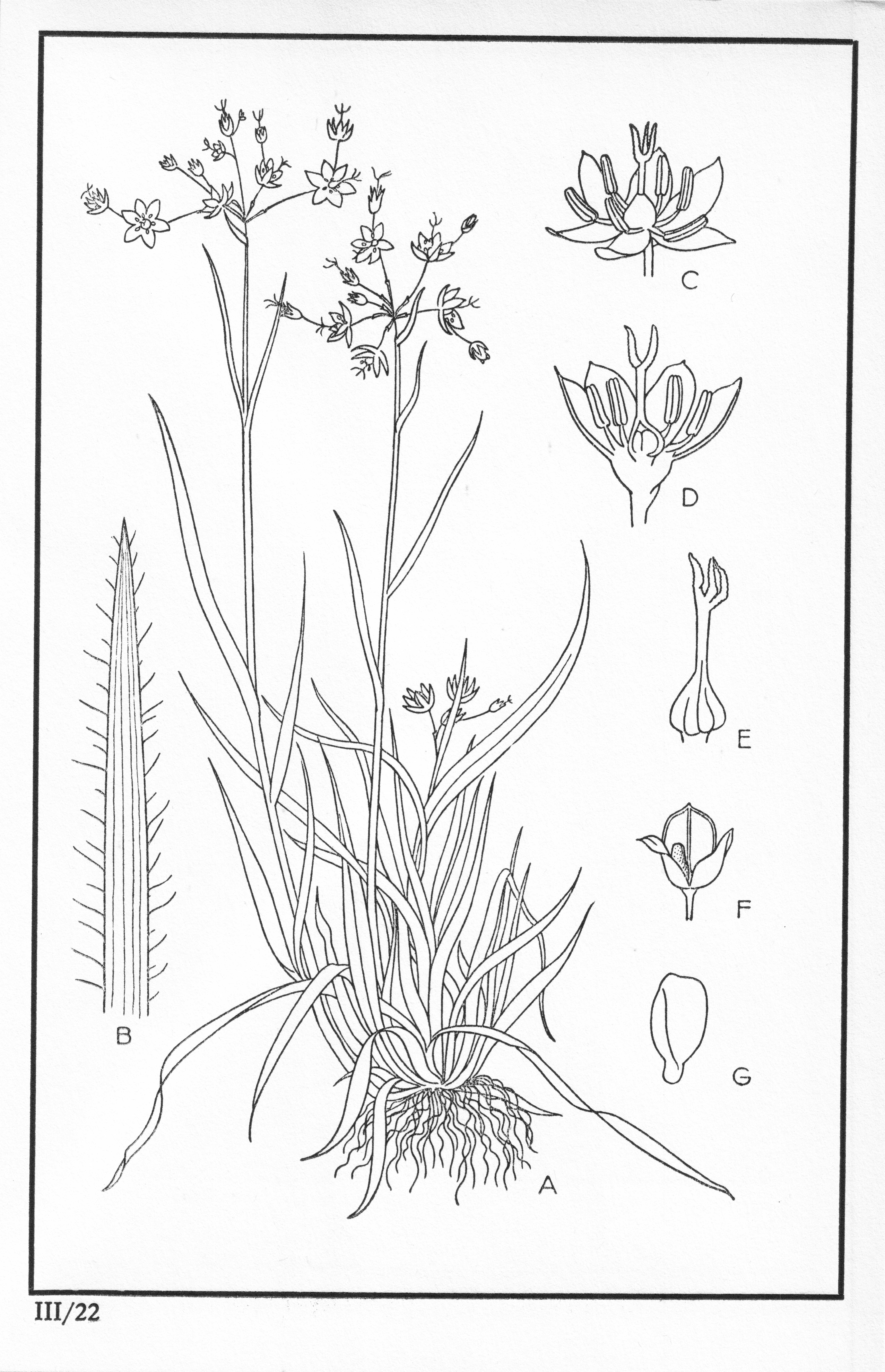 Fleurs de nos bois - Bloemen van onze bossen Serie III-22.jpg