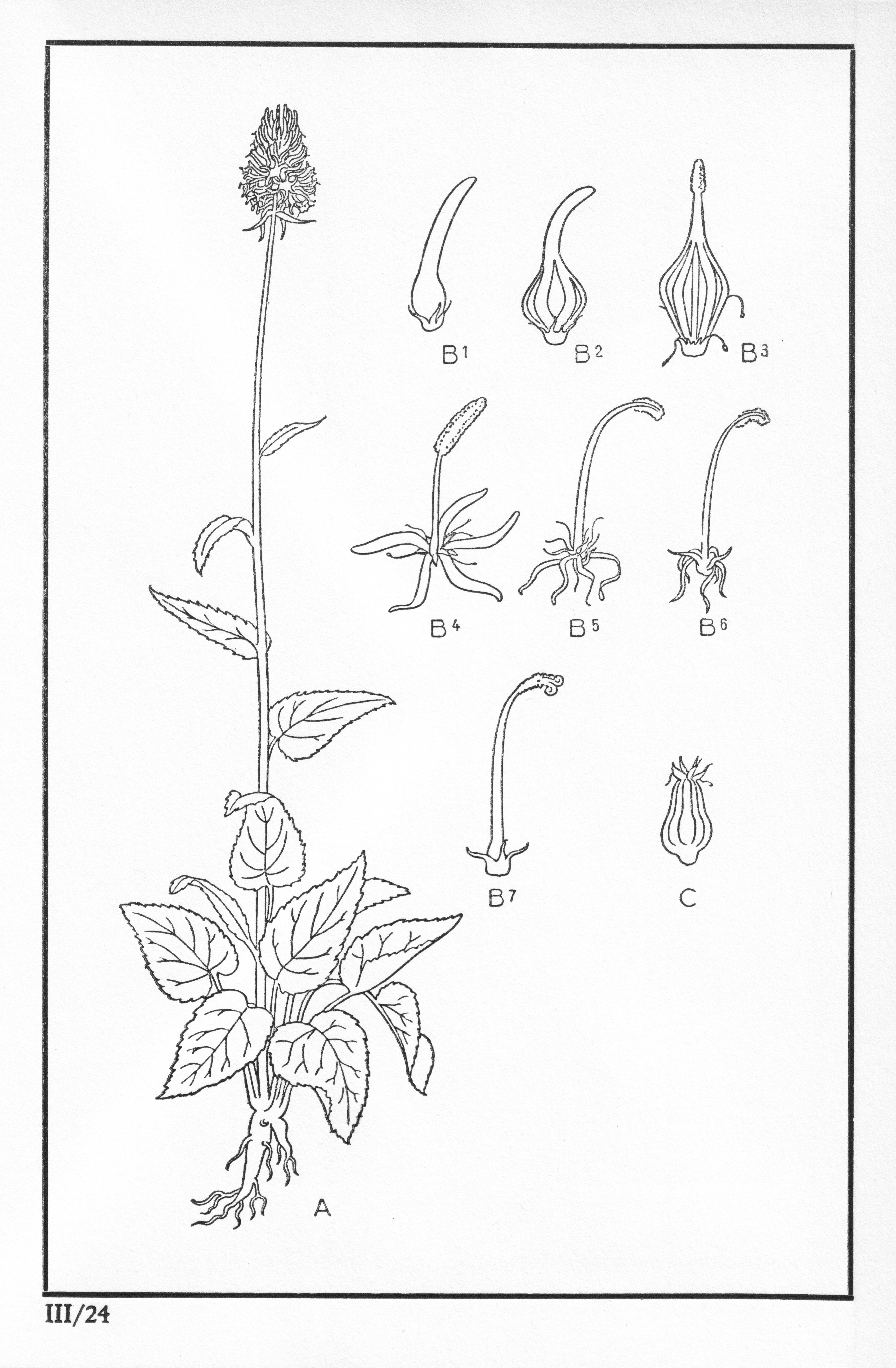 Fleurs de nos bois - Bloemen van onze bossen Serie III-24.jpg