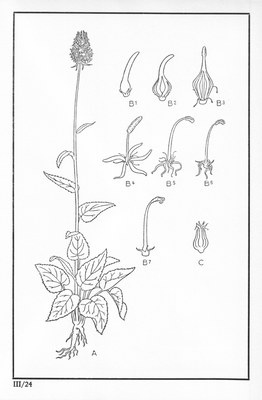Fleurs de nos bois - Bloemen van onze bossen Serie III-24.jpg
