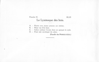 Fleurs de nos bois - Bloemen van onze bossen Serie III-25 fr.jpg