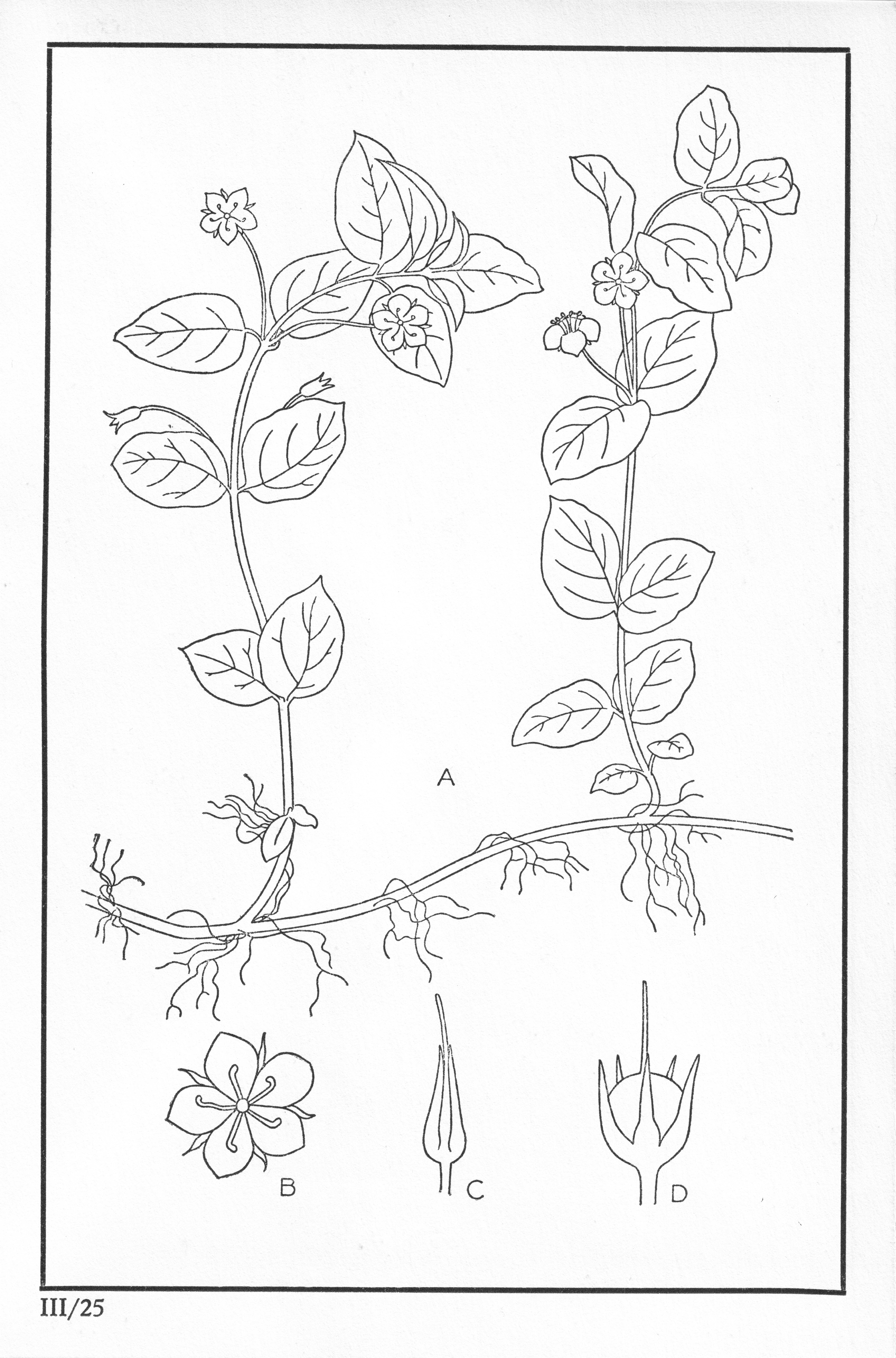 Fleurs de nos bois - Bloemen van onze bossen Serie III-25.jpg