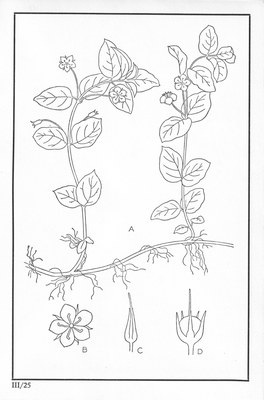 Fleurs de nos bois - Bloemen van onze bossen Serie III-25.jpg