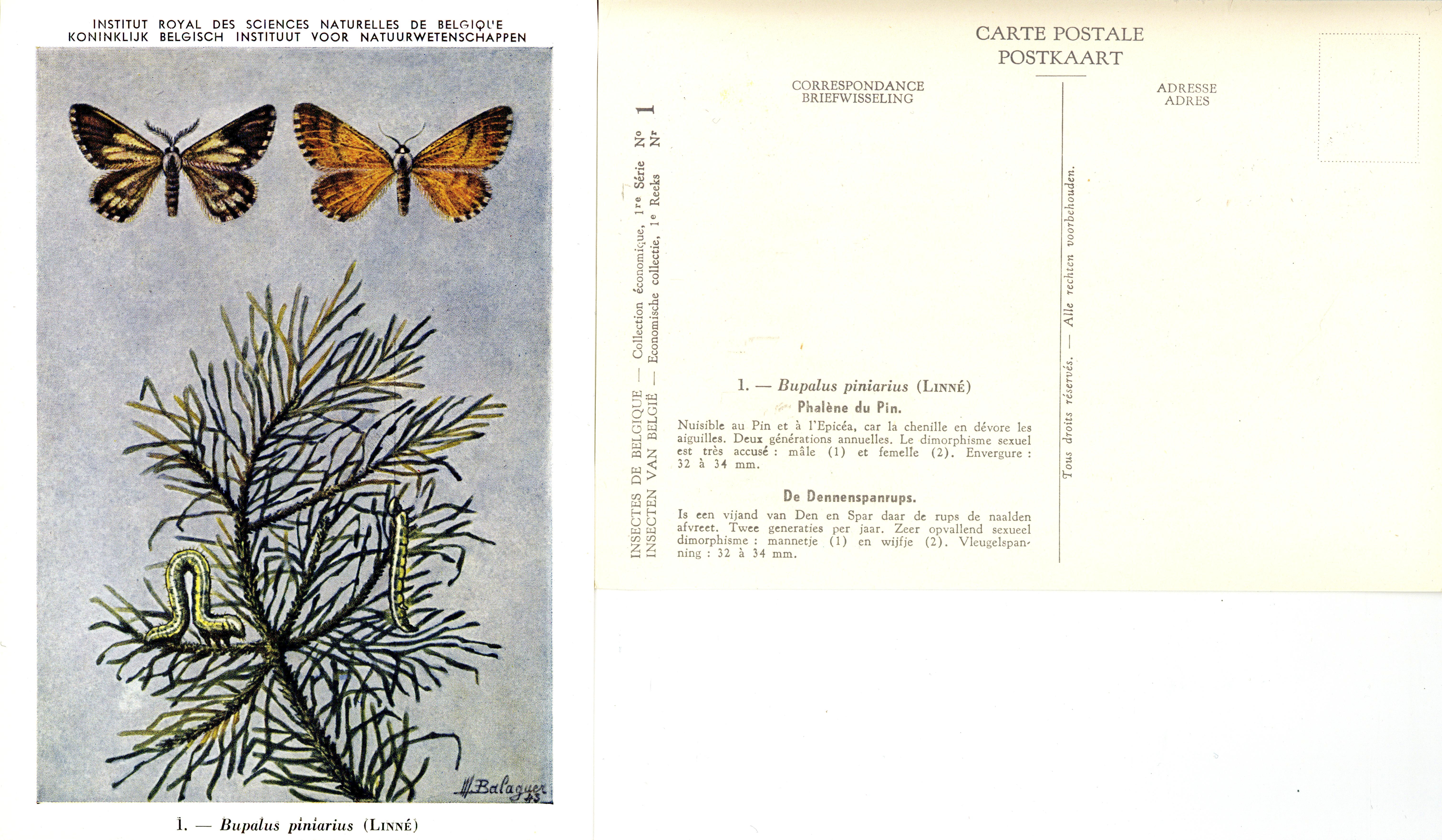 01 Phalène du Pin - De Dennenspanrups.jpg