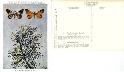 01 Phalène du Pin - De Dennenspanrups.jpg