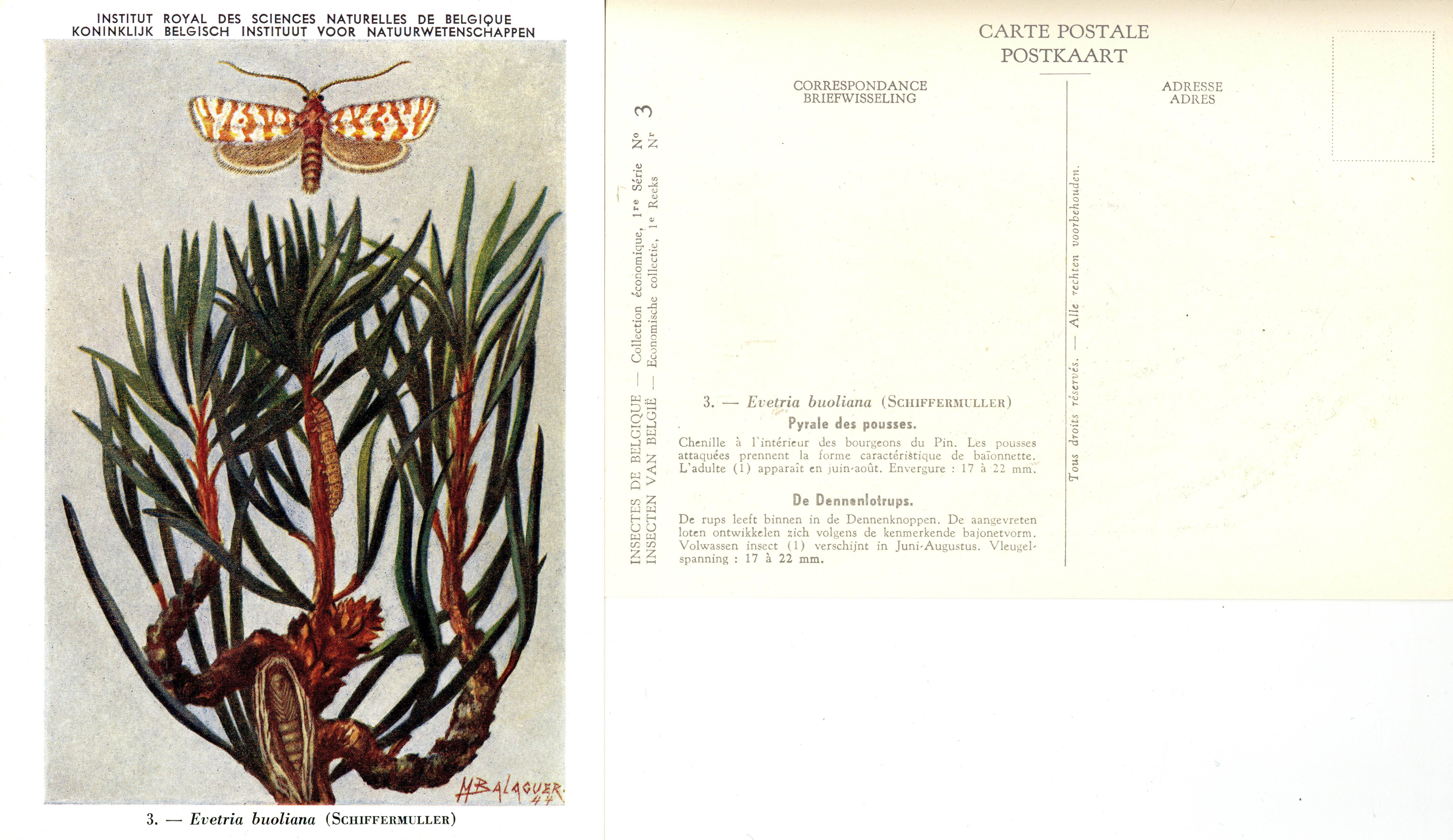 03 Pyrale des pousses - De Dennenlotrups.jpg