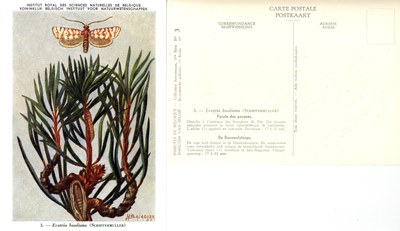 03 Pyrale des pousses - De Dennenlotrups.jpg