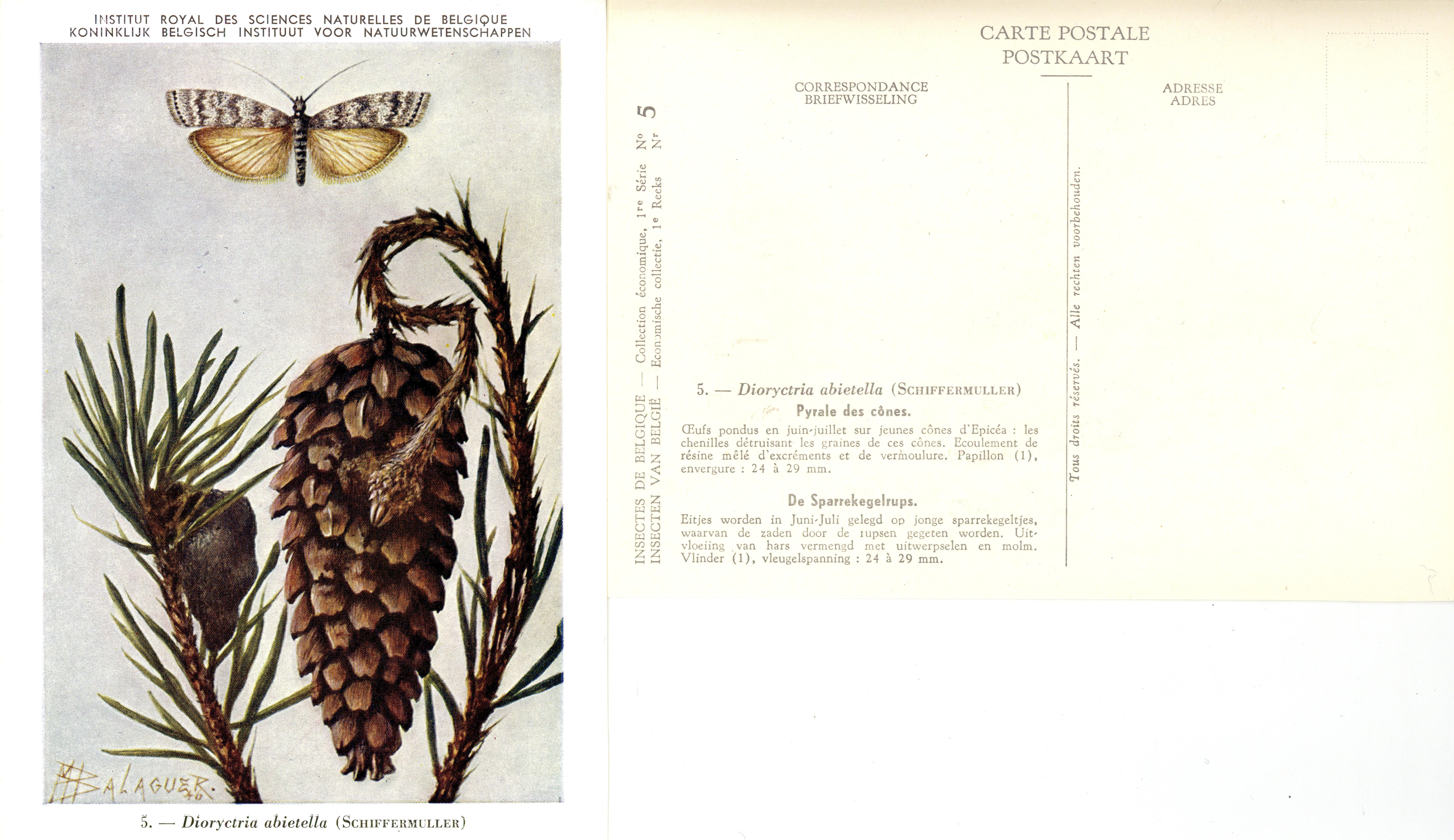 05 Pyrale des cônes - De Sparrekegelrups.jpg