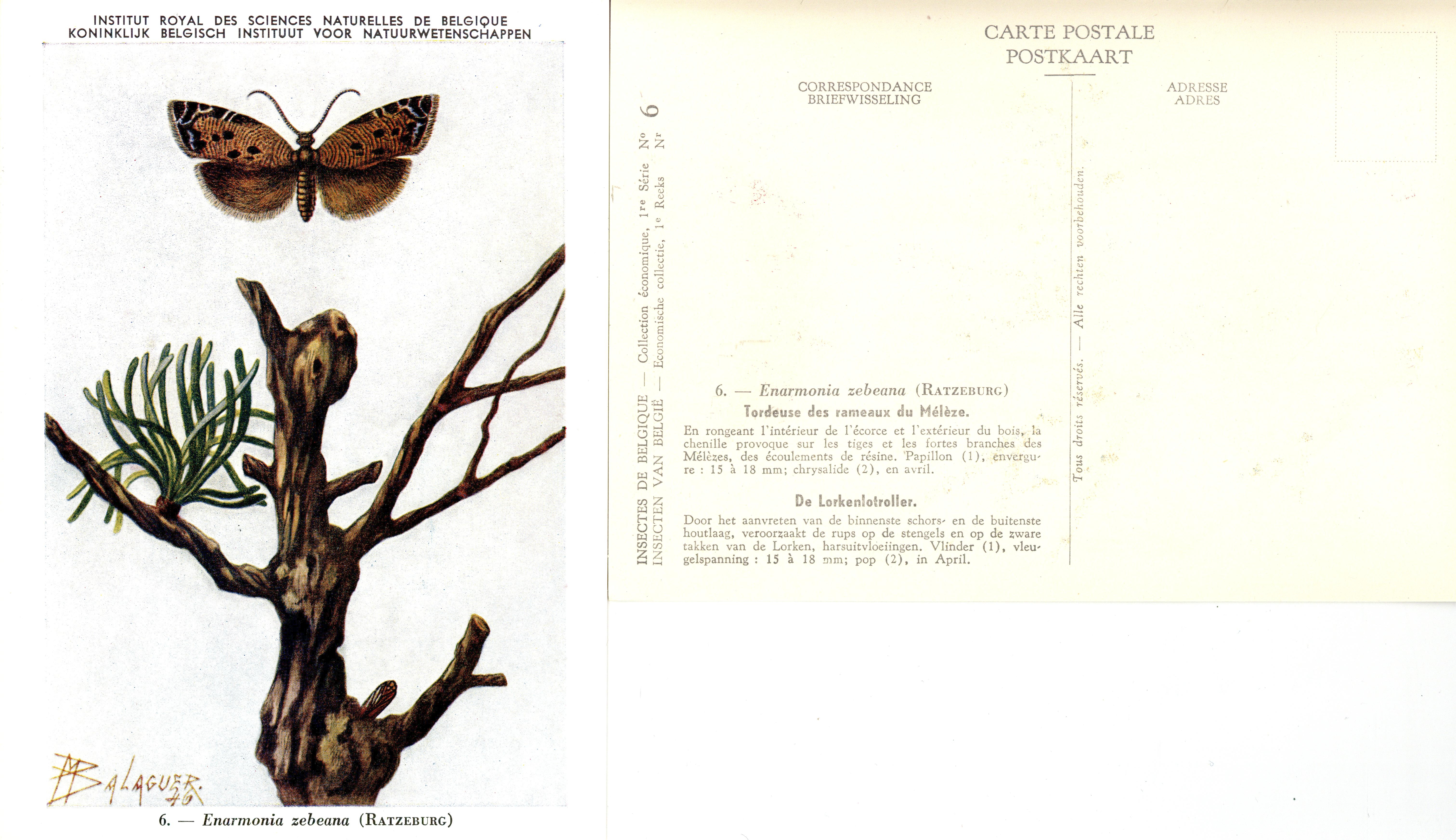 06 Tordeuse des rameaux du Mélèze - De Lorkenlotroller.jpg