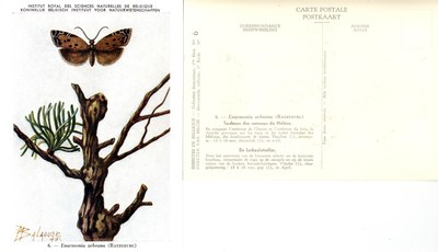 06 Tordeuse des rameaux du Mélèze - De Lorkenlotroller.jpg