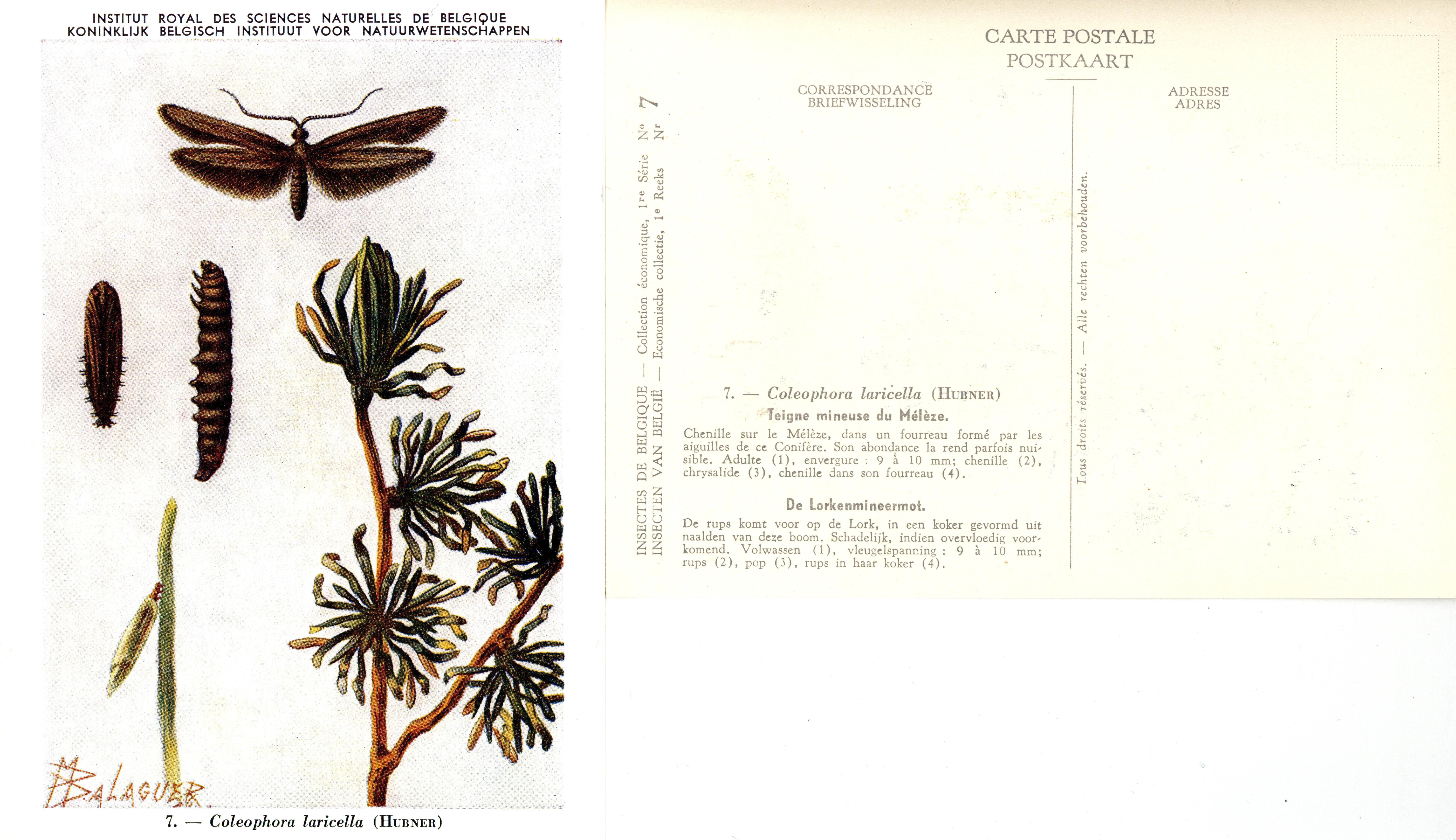 07 Teigne mineuse du Mélèze - De Lorkenmineermot.jpg