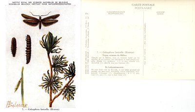 07 Teigne mineuse du Mélèze - De Lorkenmineermot.jpg