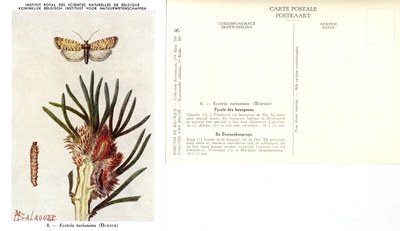 08 Pyrale des bourgeons - De Dennenknoprups.jpg