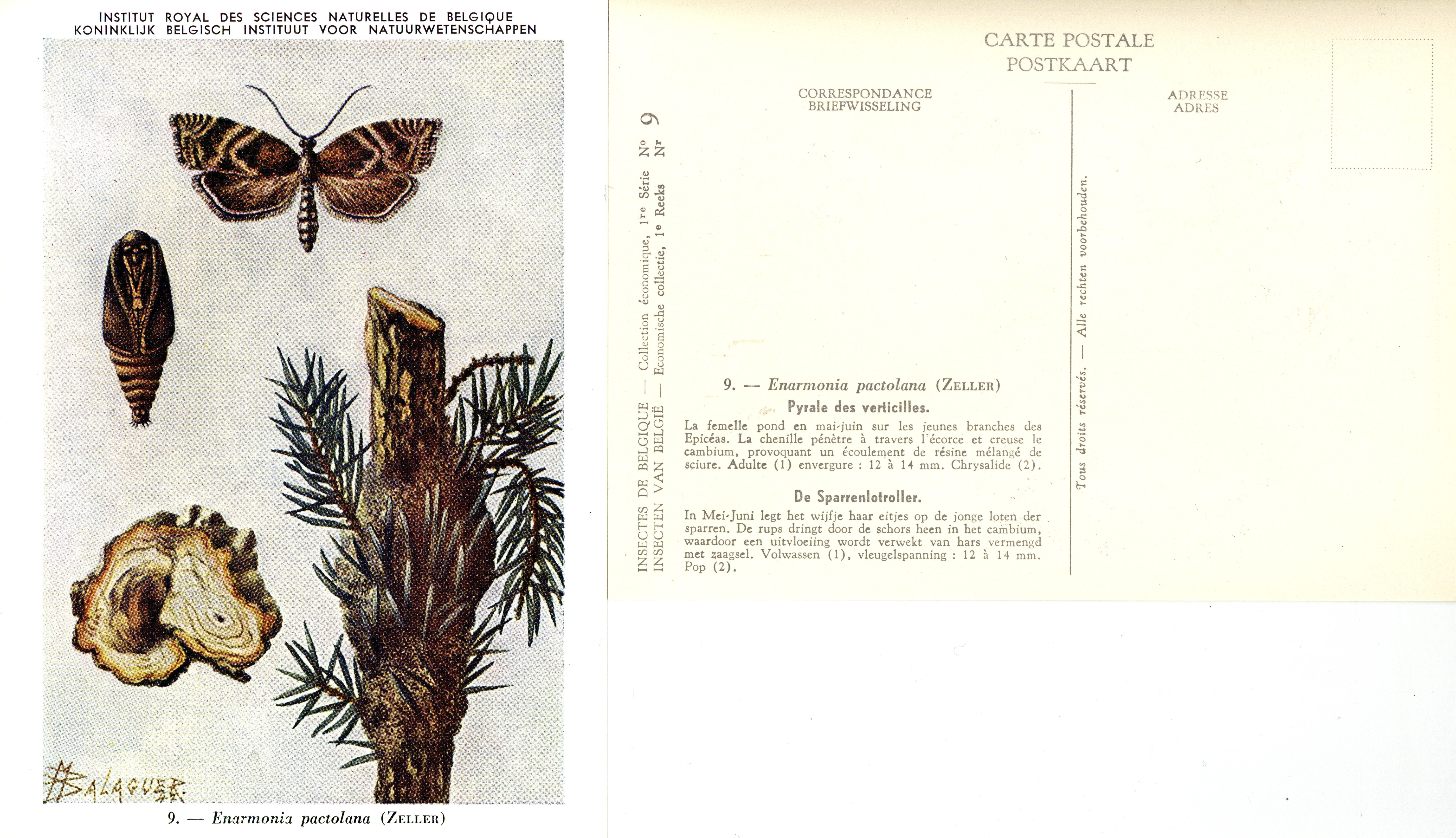 09 Pyrale des verticilles - De Sparrenlotroller.jpg