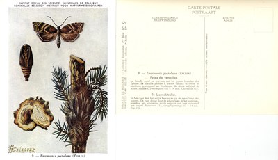 09 Pyrale des verticilles - De Sparrenlotroller.jpg