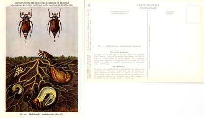 10 Melolontha melolontha (Linné).jpg