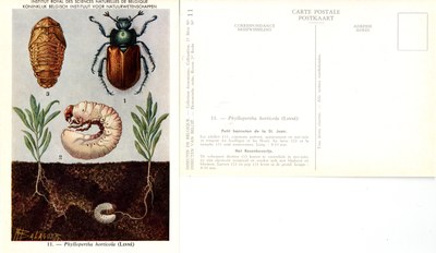 11 Phyllopertha horticola (Linné).jpg