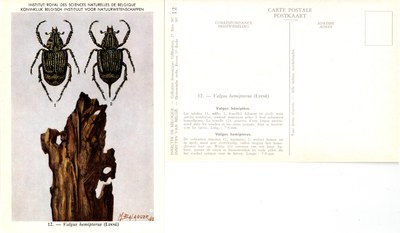 12 Valgus hemipterus (Linné).jpg