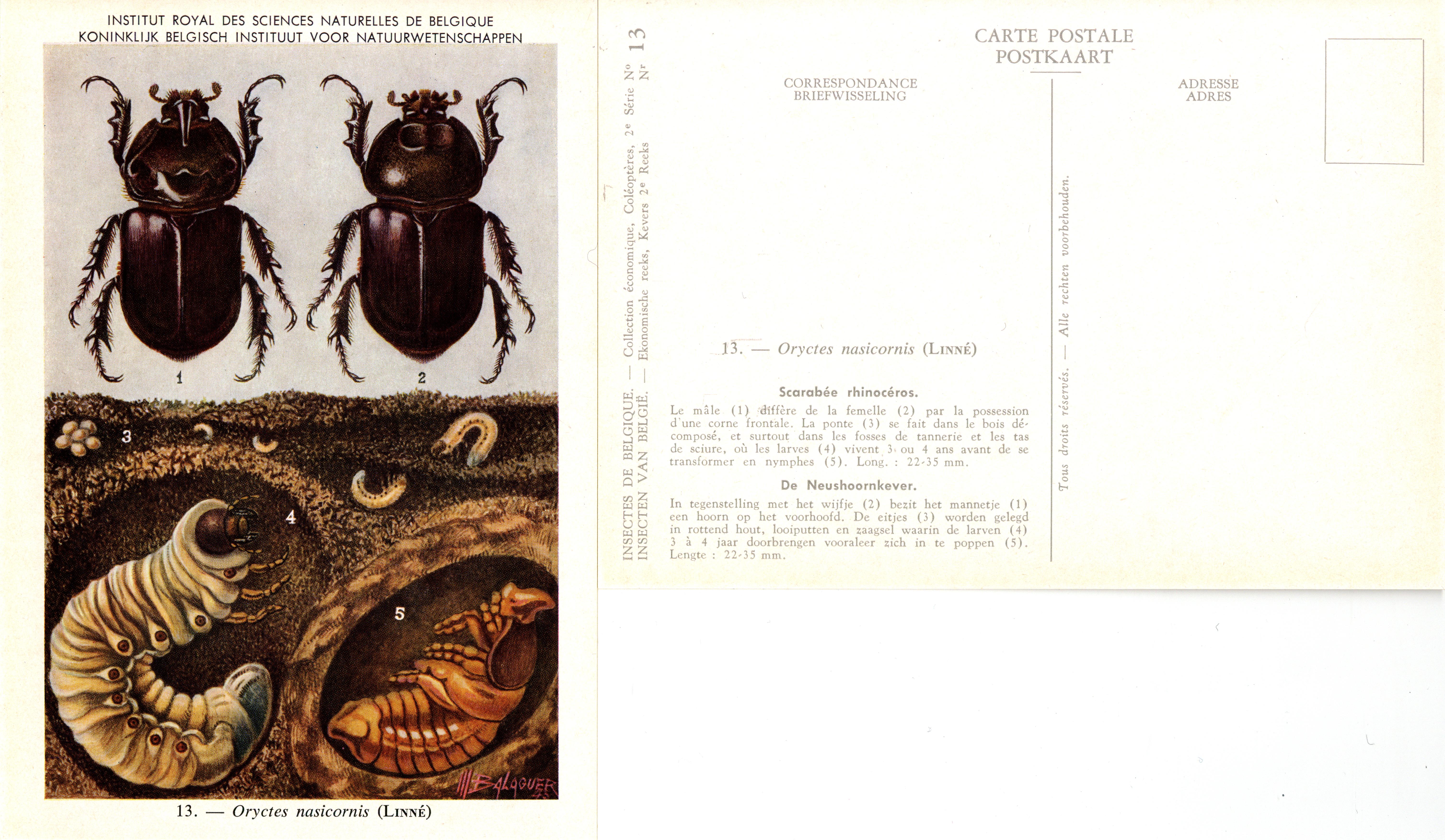 13 Oryctes nasicornis (Linné).jpg