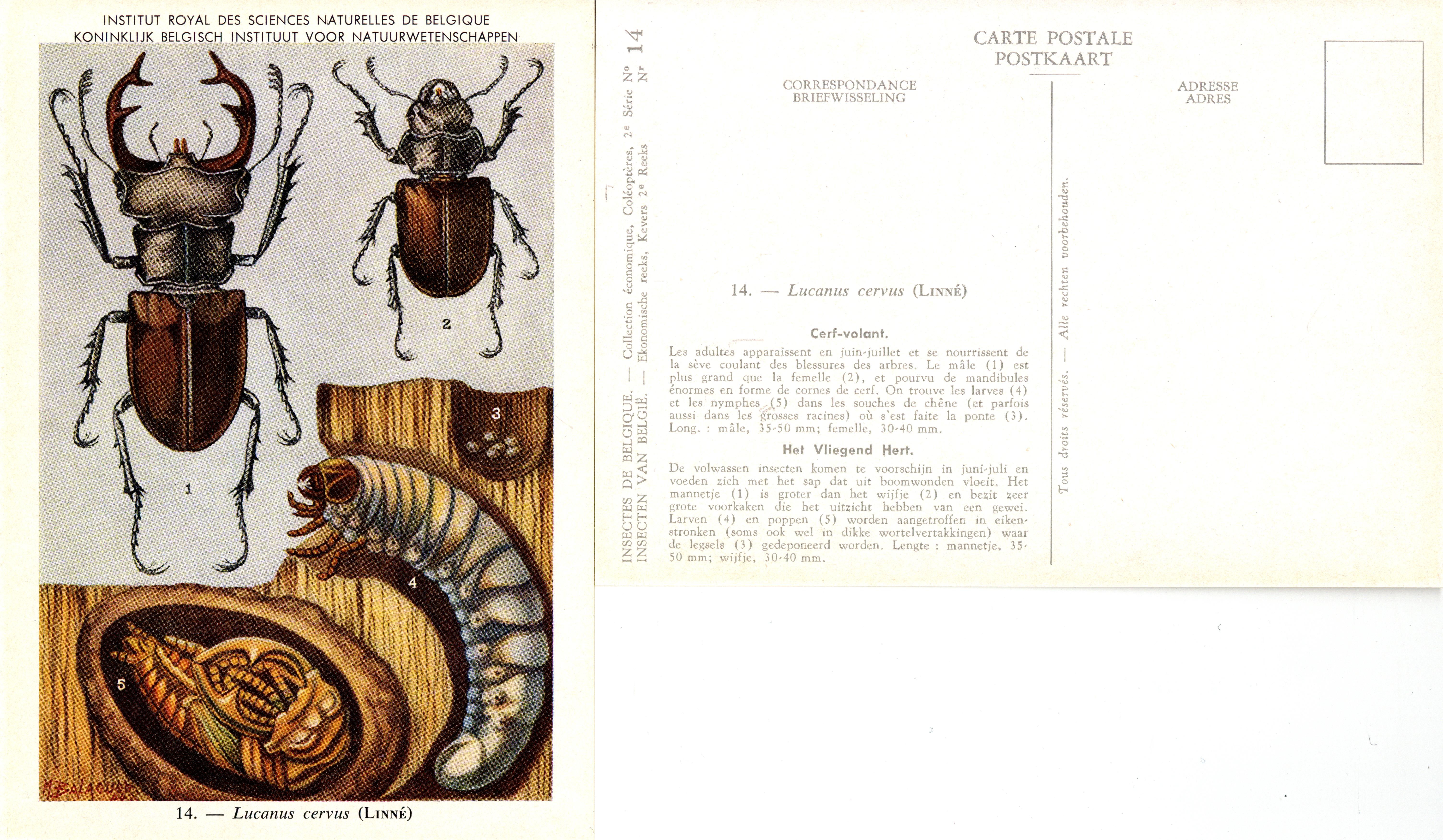 14 Lucanus cervus (Linné).jpg