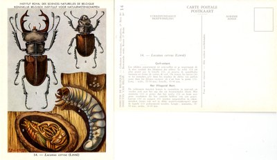 14 Lucanus cervus (Linné).jpg