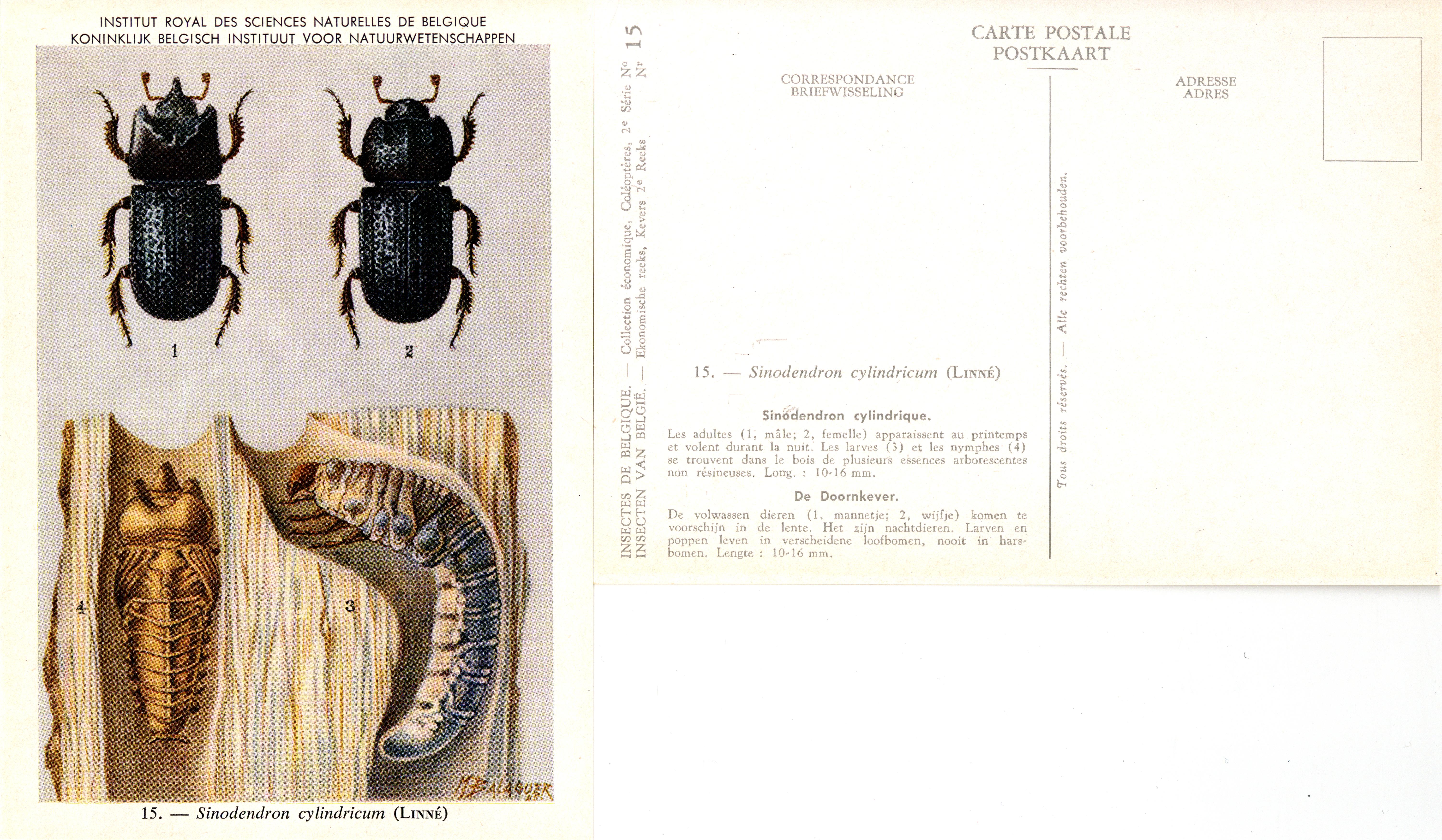 15 Sinodendron cylindricum (Linné).jpg