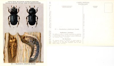 15 Sinodendron cylindricum (Linné).jpg