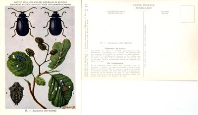 17 Agelastica alni (Linné).jpg