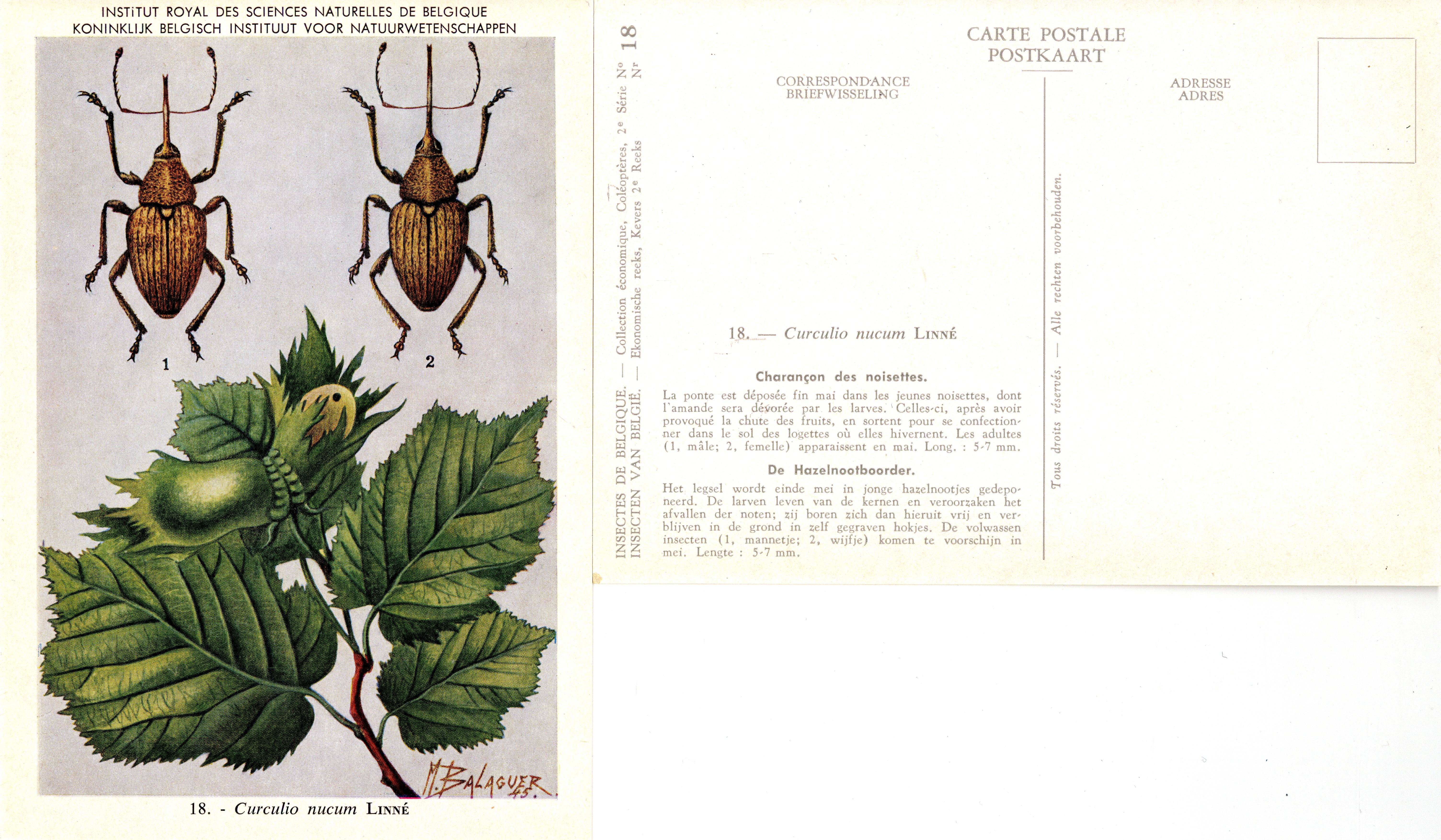 18 Curculio nucum Linné.jpg