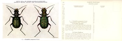 01 Cicindela campestris Linné.jpg