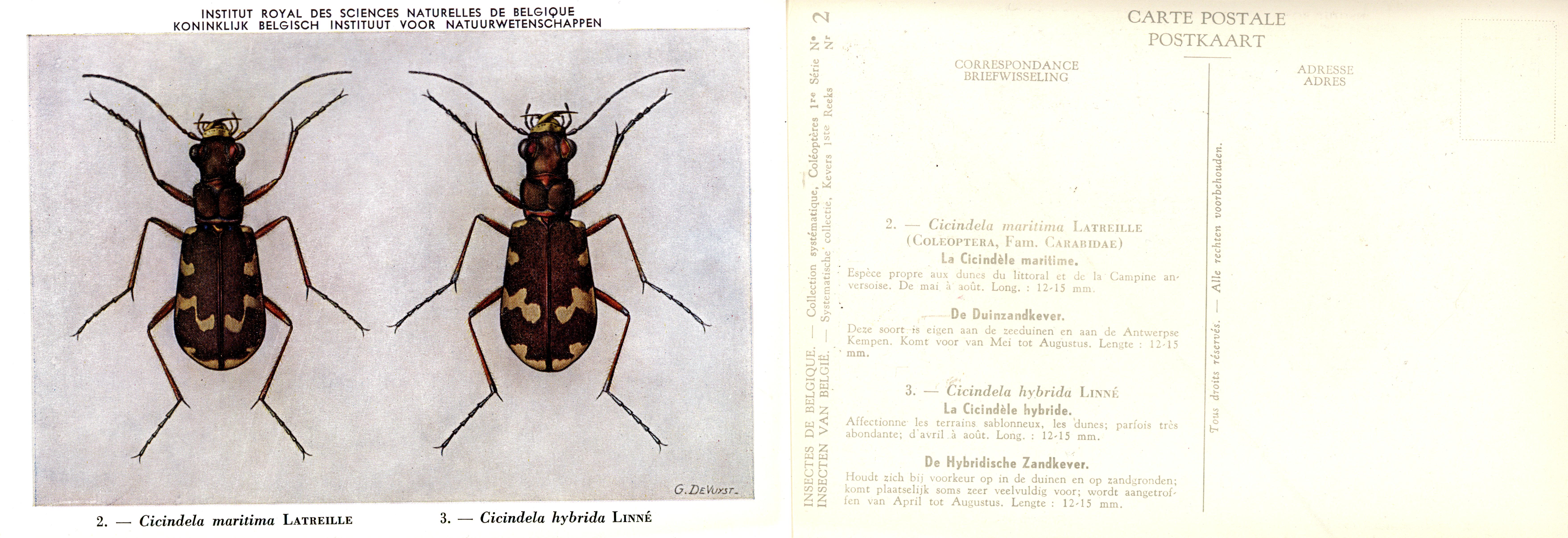 02 Cicindela maritima Latreille - Cicindela hybrida Linné.jpg