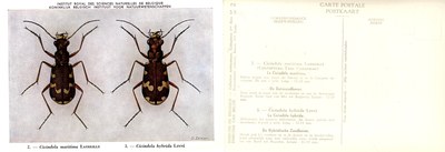 02 Cicindela maritima Latreille - Cicindela hybrida Linné.jpg