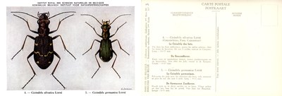 03 Cicindela silvatica Linné - Cicindela germanica Linné.jpg