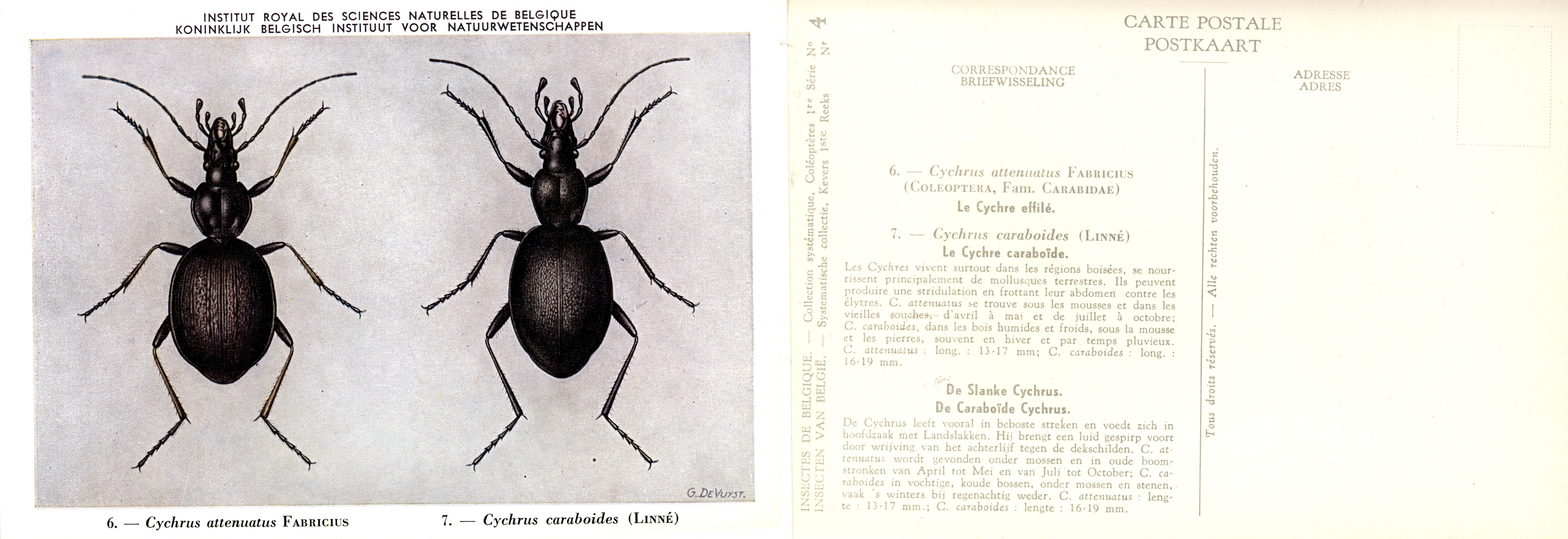 04 Cychrus attenuatus Fabricius - Cychrus caraboides (Linné).jpg
