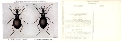 04 Cychrus attenuatus Fabricius - Cychrus caraboides (Linné).jpg