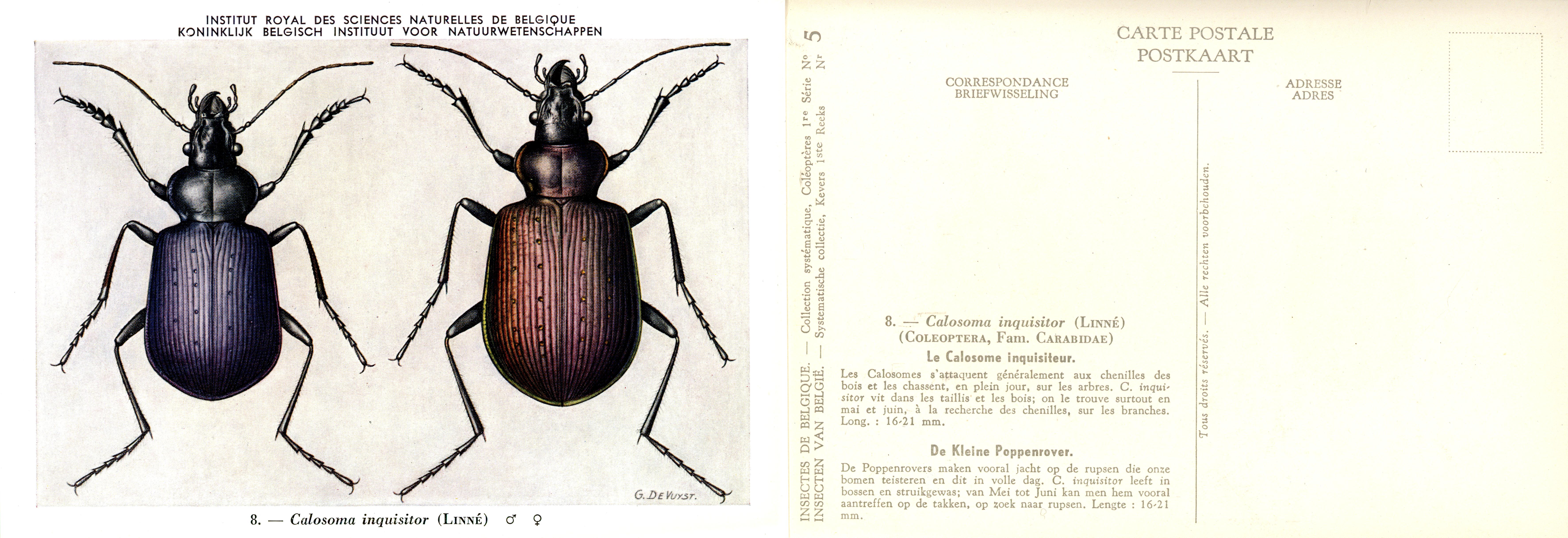 05 Calosoma inquisitor (Linné).jpg