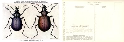 05 Calosoma inquisitor (Linné).jpg