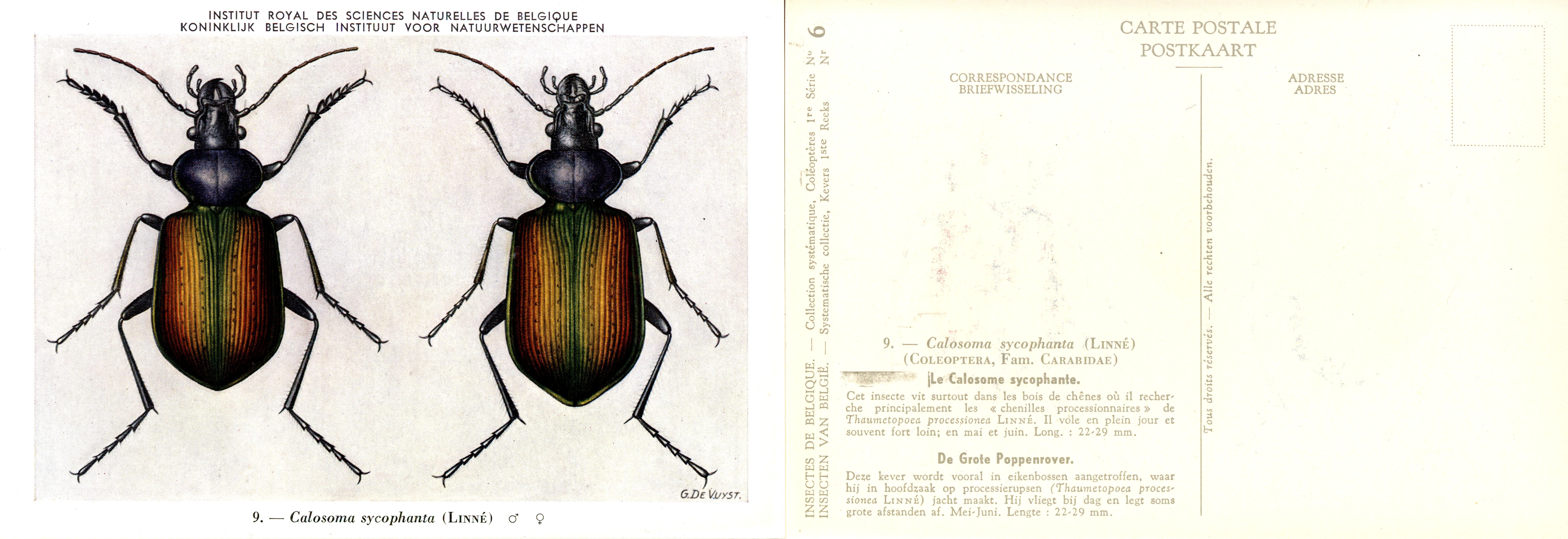 06 Calosoma sycophanta (Linné).jpg