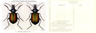 06 Calosoma sycophanta (Linné).jpg