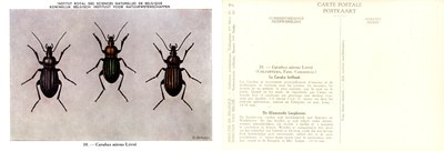 07 Carabus nitens Linné.jpg