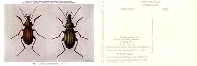 08 Carabus auratus Linné.jpg
