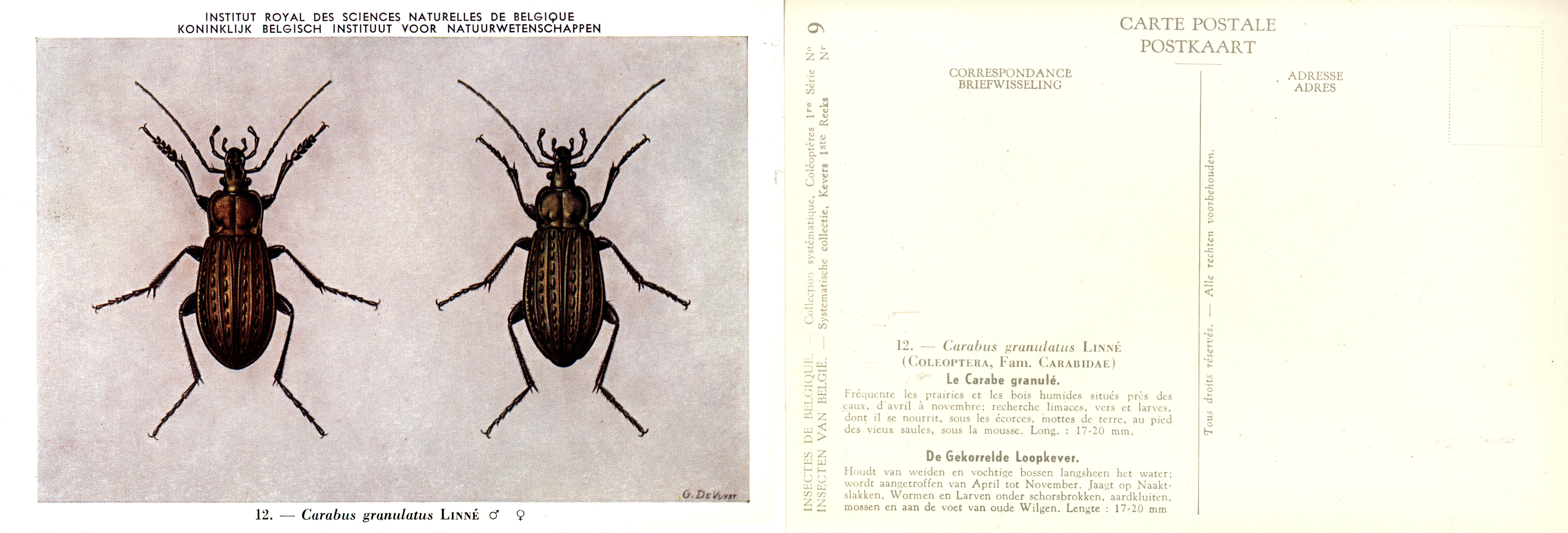 09 Carabus granulatus Linné.jpg