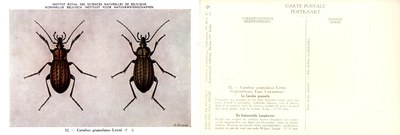 09 Carabus granulatus Linné.jpg