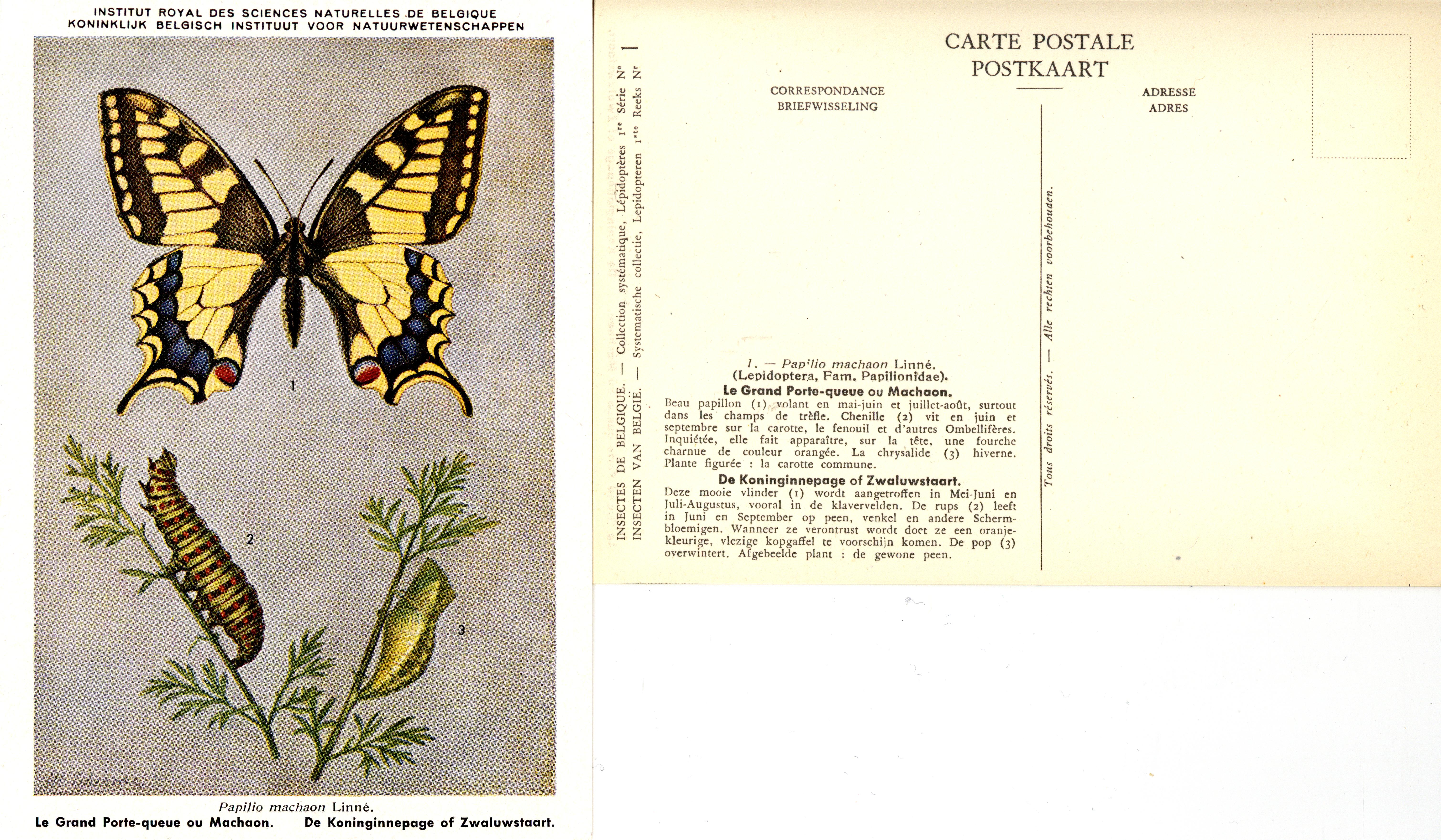 01 Le Grand Porte-queue ou Machaon - De Koninginnepage of Zwaluwstaart.jpg