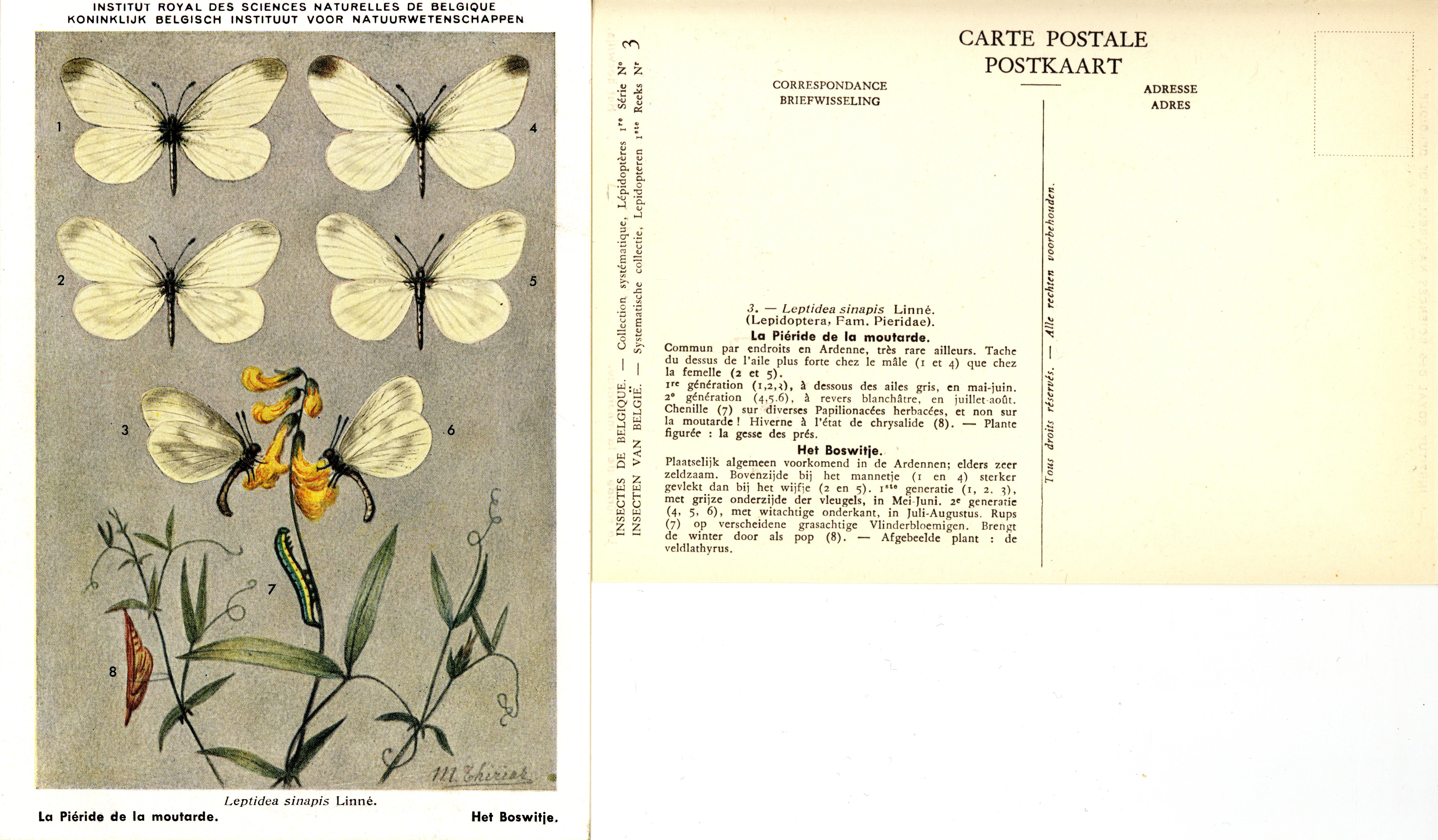 03 La Piéride de la moutarde - Het Boswitje.jpg