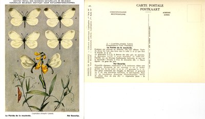 03 La Piéride de la moutarde - Het Boswitje.jpg