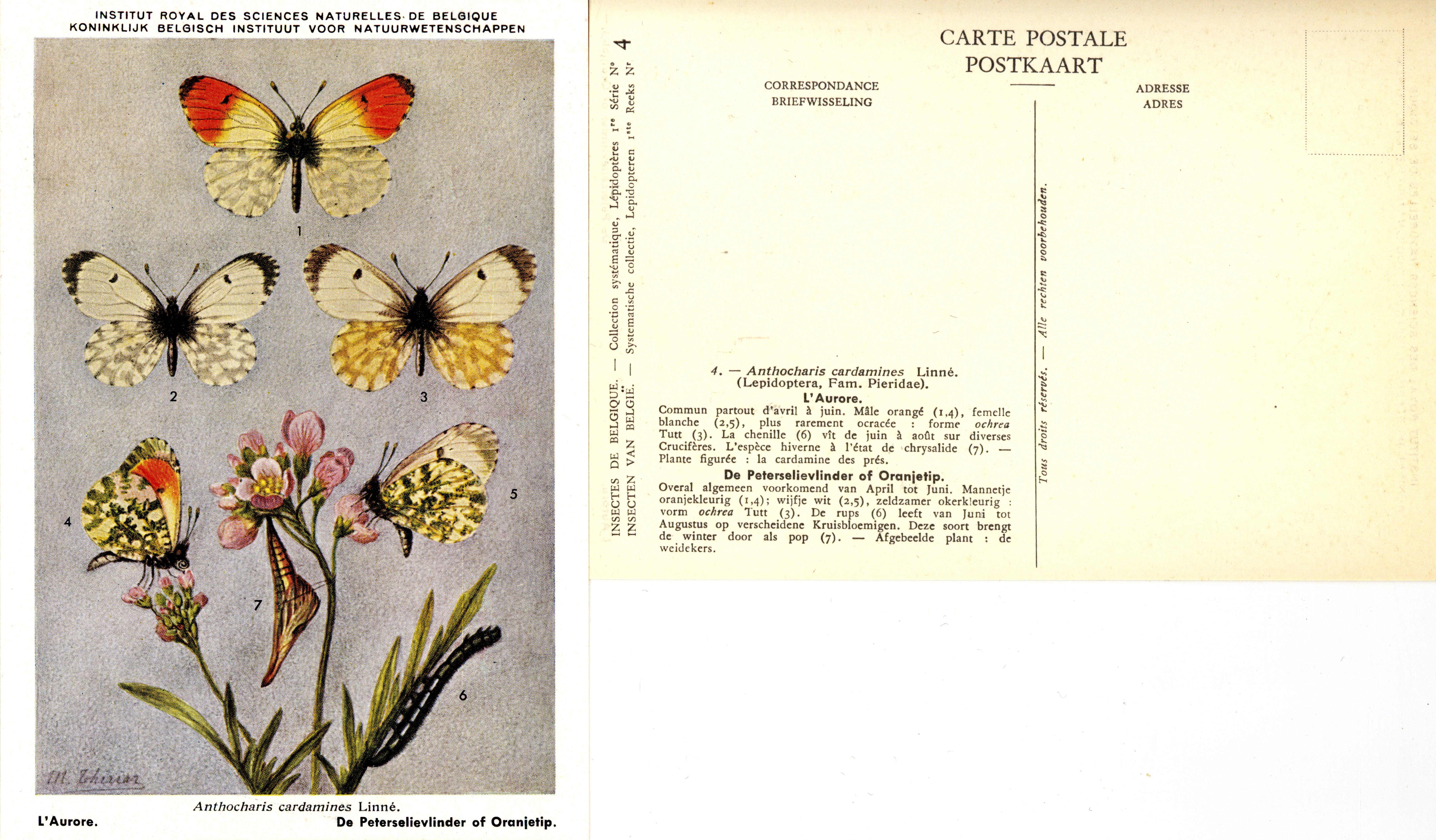 04 L'Aurore - De Peterselievlinder of Oranjetip.jpg